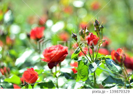 薔薇園で見た赤い薔薇 139870329