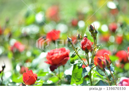 薔薇園で見た赤い薔薇 薔薇園で見た赤い薔薇 139870330