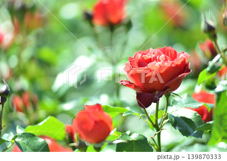 薔薇園で見た赤い薔薇 薔薇園で見た赤い薔薇 139870333