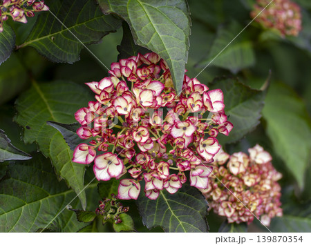咲き始めた赤い紫陽花 咲き始めた赤い紫陽花 139870354