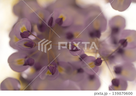 藤の花のある風景 藤の花のある風景 139870600