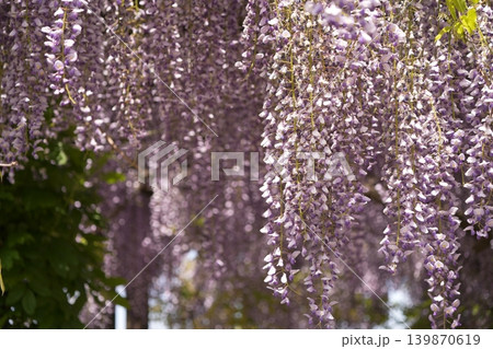 藤の花のある風景 139870619