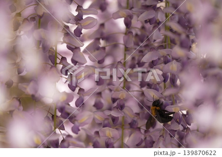 藤の花のある風景 藤の花のある風景 139870622