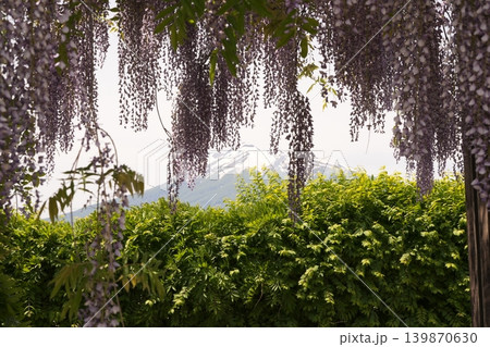 藤の花のある風景 139870630