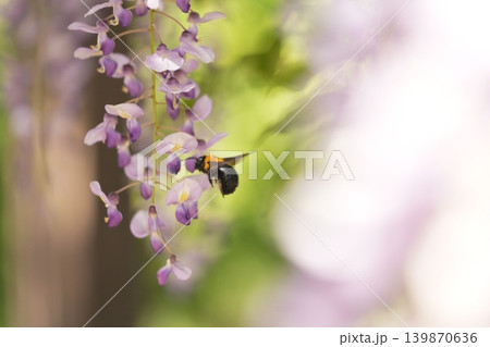 藤の花のある風景 藤の花のある風景 139870636