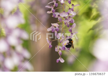 藤の花のある風景 藤の花のある風景 139870637