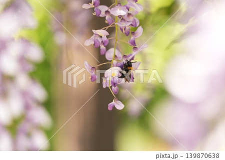藤の花のある風景 藤の花のある風景 139870638