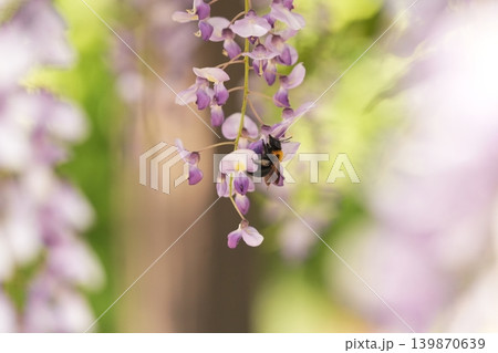 藤の花のある風景 139870639