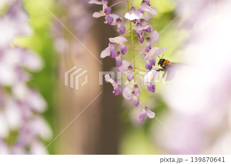藤の花のある風景 藤の花のある風景 139870641