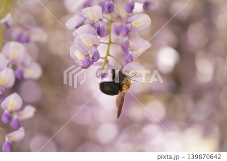 藤の花のある風景 藤の花のある風景 139870642
