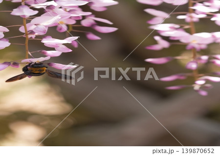 藤の花のある風景 藤の花のある風景 139870652
