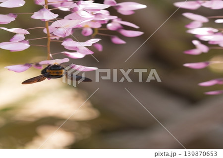 藤の花のある風景 139870653