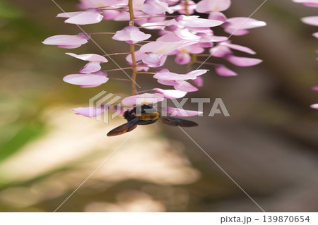 藤の花のある風景 139870654