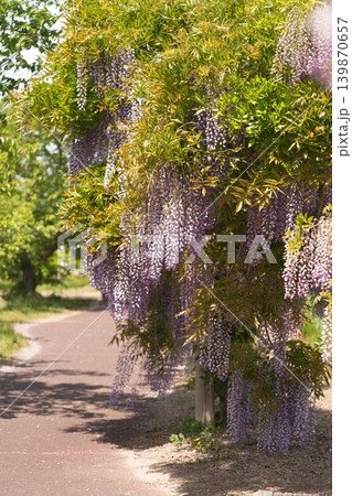 藤の花のある風景 藤の花のある風景 139870657