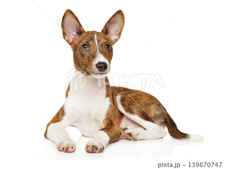 Brindle basenji puppy lying on a white background 139870747