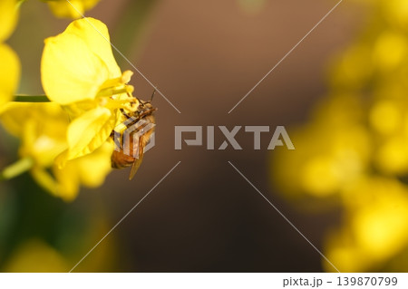 菜の花の蜜を吸うミツバチ 菜の花の蜜を吸うミツバチ 139870799