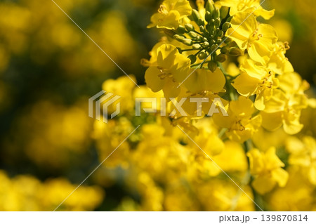 菜の花にとまるミツバチ 139870814