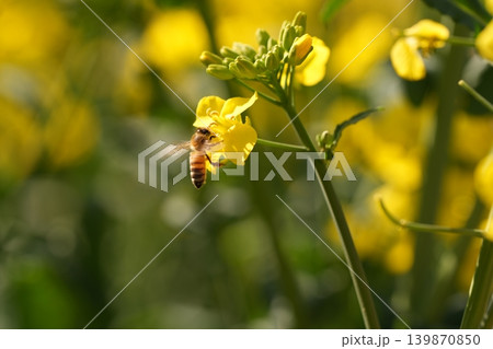 菜の花にとまるミツバチ 139870850