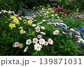花畑 139871031