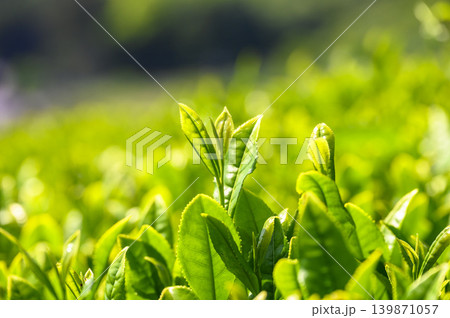 初夏の茶畑の新茶 初夏の茶畑の新茶 139871057