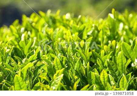 初夏の茶畑の新茶 初夏の茶畑の新茶 139871058
