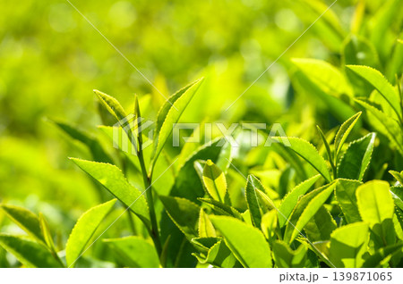 初夏の茶畑の新茶 139871065