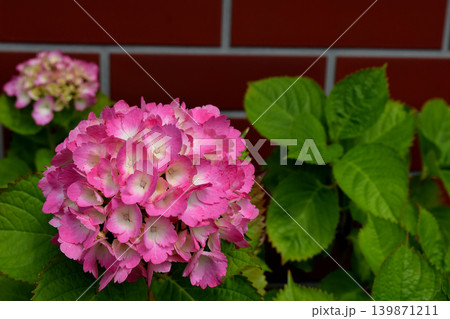 赤い紫陽花 139871211