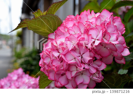 赤い紫陽花 139871216