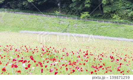 くりはま花の国の初夏 139871259