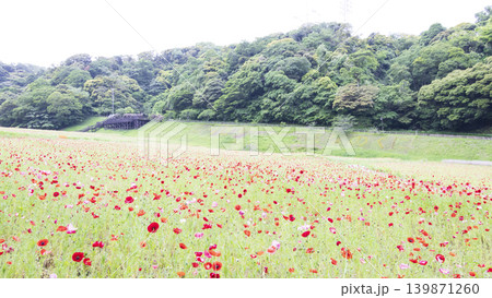 くりはま花の国の初夏 139871260