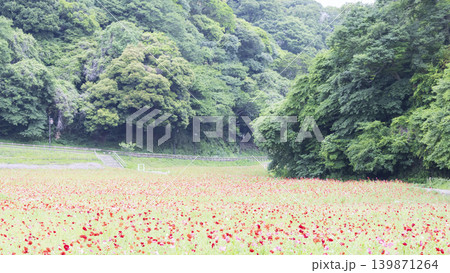 くりはま花の国の初夏 139871264