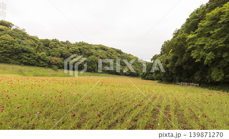 くりはま花の国の初夏 くりはま花の国の初夏 139871270
