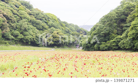 くりはま花の国の初夏 くりはま花の国の初夏 139871271