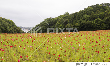 くりはま花の国の初夏 くりはま花の国の初夏 139871275