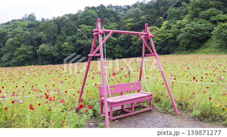 くりはま花の国の初夏 くりはま花の国の初夏 139871277