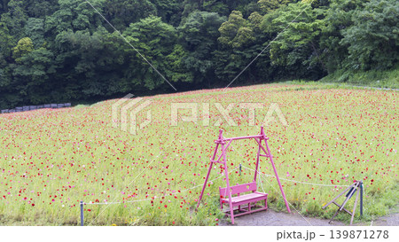 くりはま花の国の初夏 くりはま花の国の初夏 139871278