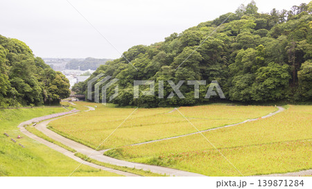 くりはま花の国の初夏 139871284
