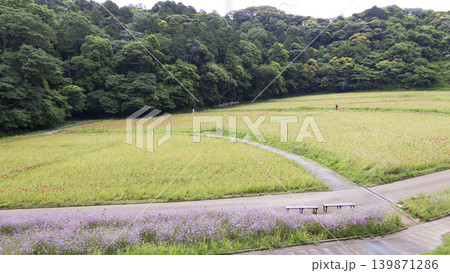 くりはま花の国の初夏 139871286