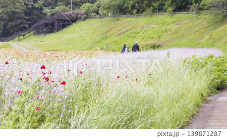 くりはま花の国の初夏 139871287