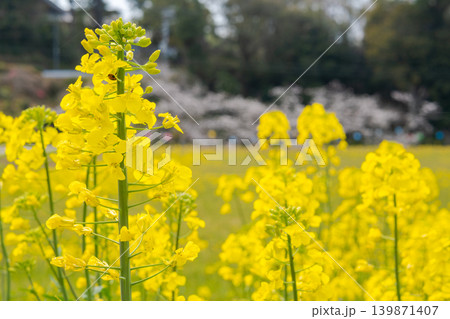 春爛漫の菜の花と背景に咲く桜の風景(淡路島・洲本市) 春爛漫の菜の花と背景に咲く桜の風景(淡路島・洲本市) 139871407
