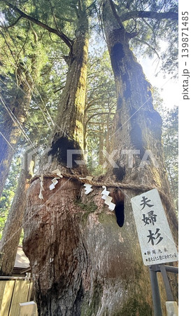 玉置神社の夫婦杉 139871485