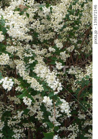 ウツギの花・2026年5月 ウツギの花・2026年5月 139871546