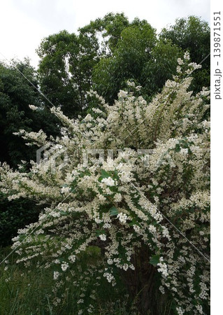 ウツギの花・2026年5月 ウツギの花・2026年5月 139871551