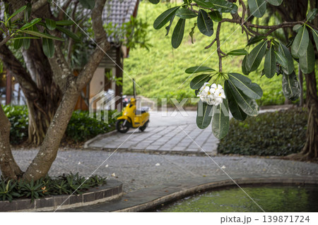 Tropical garden with blooming frangipani tree and yellow scooter in a peaceful resort environment in Vietnam surrounded by lush green nature. Tropical garden with blooming frangipani tree and yellow scooter in a peaceful resort environment in Vietnam surrounded by lush green nature. 139871724