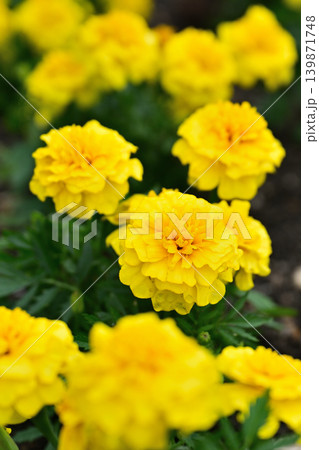 黄色いマリーゴールドの花 黄色いマリーゴールドの花 139871748