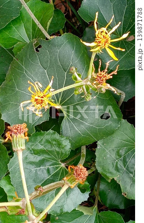枯れたツワブキの花 枯れたツワブキの花 139871788