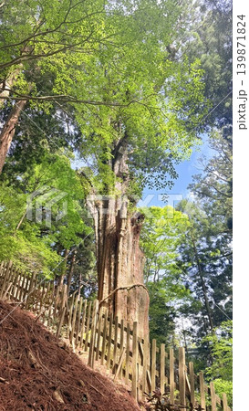 玉置神社の神代杉 139871824