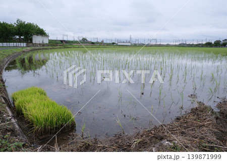 水田の風景と苗 139871999