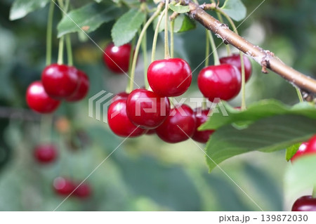 Ripe sour cherrries on a branch in the garden. 139872030