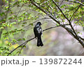 枝にとまっているヒヨドリ 139872244
